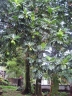 Artocarpus altilis