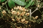 Pterocarpus rohrii