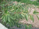 Ficus pertusa