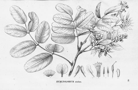 Hymenolobium nitidum