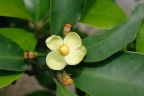 Garcinia multiflora
