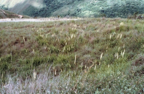 Schoenocaulon officinale