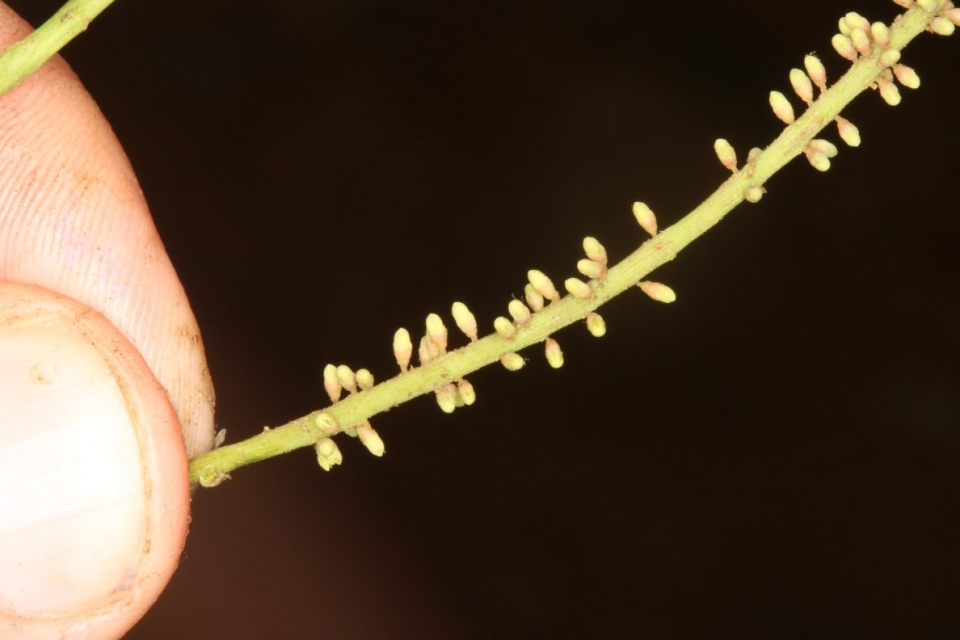 Cylicodiscus gabunensis