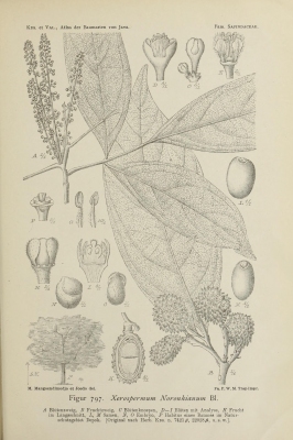Xerospermum noronhianum