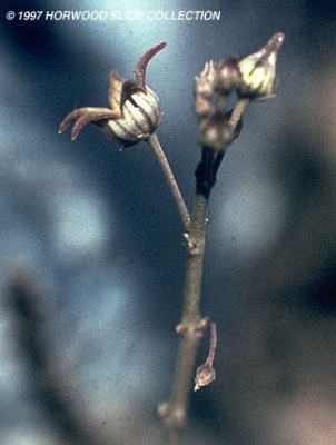 Caralluma edulis