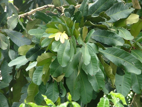 Gilbertiodendron dewevrei