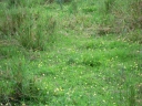 Arachis pintoi