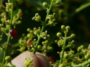 Salvadora persica