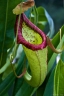 Nepenthes distillatoria