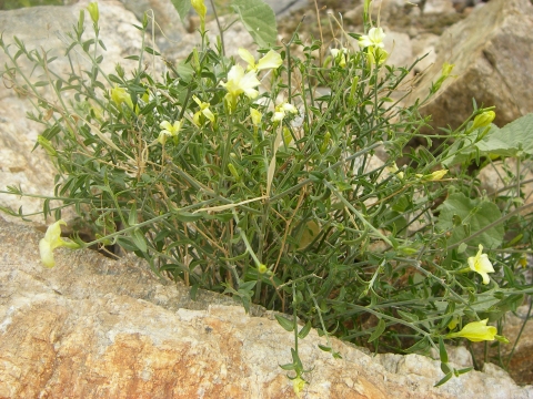 Haplophyton cimicidum