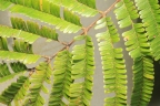 Parkia bicolor