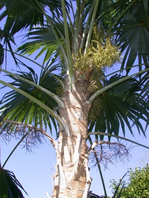 Coccothrinax barbadensis