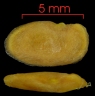 Solanum circinatum