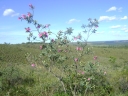 Kielmeyera rubriflora