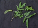 Inga acuminata