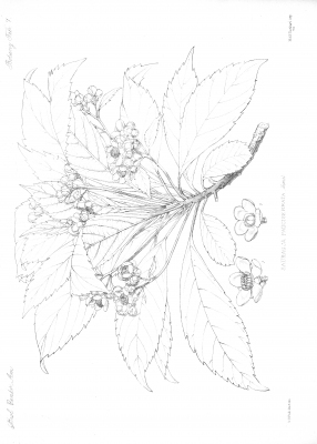 Saurauia kegeliana