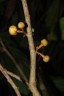 Anaxagorea acuminata
