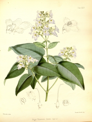 Gmelina vitiensis