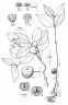 Syzygium mackinnonianum