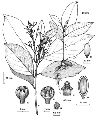 Endiandra monothyra