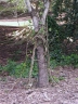 Chondrodendron tomentosum
