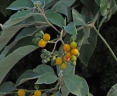 Solanum erianthum