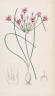 Allium chinense