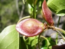 Commiphora pterocarpa