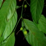 Gironniera parvifolia