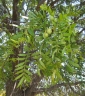 Owenia acidula