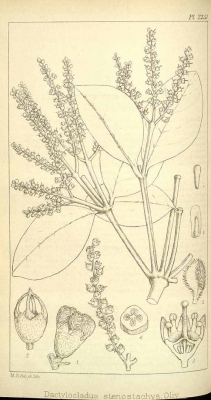 Dactylocladus stenostachys