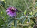Passiflora cincinnata