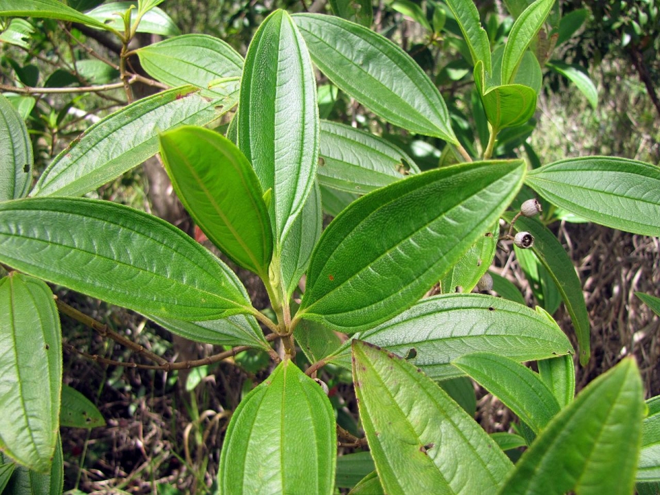 Tibouchina candolleana