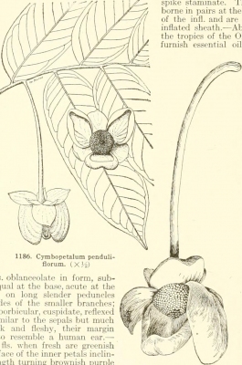 Cymbopetalum penduliflorum