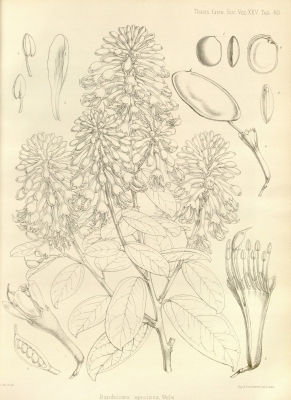 Griffonia speciosa