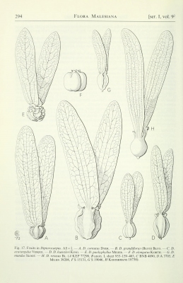 Dipterocarpus cornutus