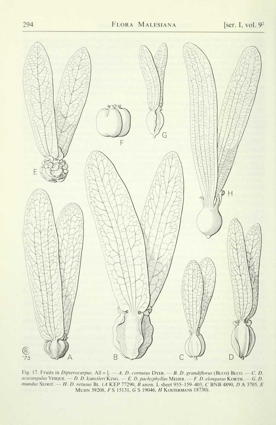 Dipterocarpus retusus