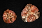 Cochlospermum orinocense