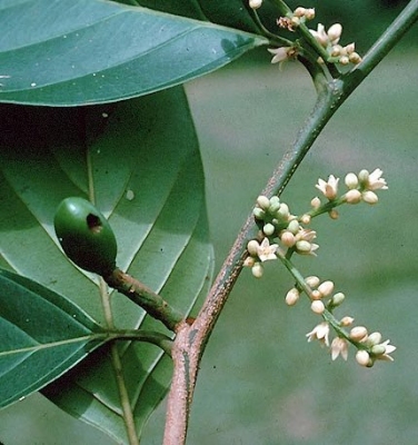 Poraqueiba paraensis