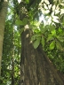 Sloanea obtusifolia