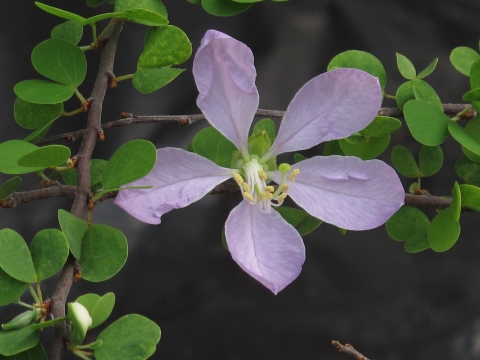 Bauhinia grandidieri