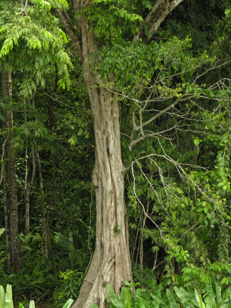 Pterocarpus officinalis