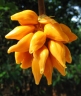 Artocarpus hirsutus