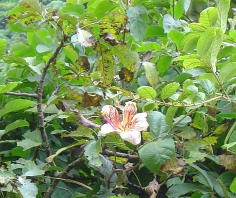 Ceiba boliviana