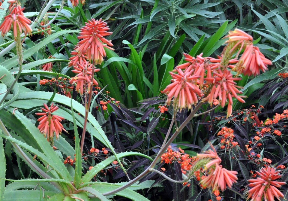 Aloe nyeriensis