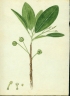 Sapium laurocerasus