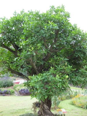 Syzygium polyanthum