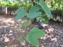 Bauhinia acuminata