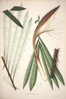 Bactris bidentula