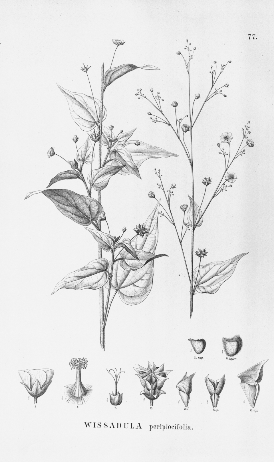 Wissadula periplocifolia